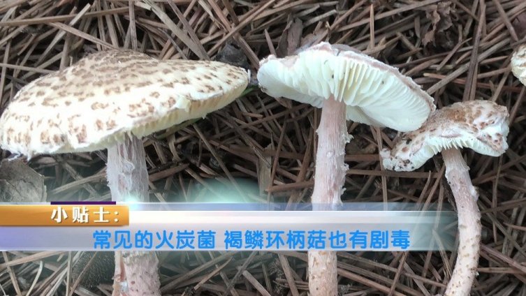【擅自采食野生菌易中毒】当下正是野生菌大量上市的时节,特别是在云南,几场暴雨过后,各种菌类